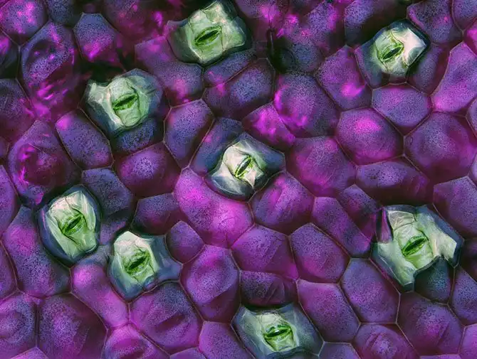 luchshie-fotografii-s-konkursa-nikon-small-world-2014