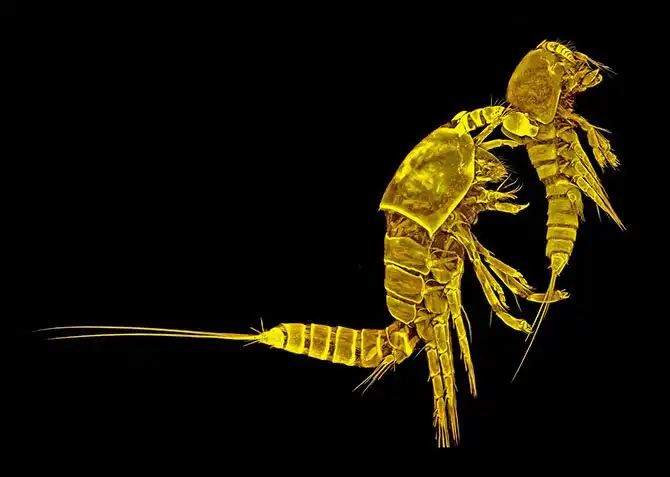 luchshie-fotografii-s-konkursa-nikon-small-world-2014