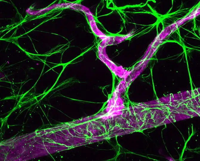 luchshie-fotografii-s-konkursa-nikon-small-world-2014