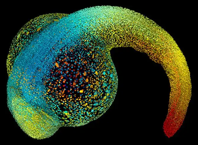 luchshie-fotografii-s-konkursa-nikon-small-world-2014