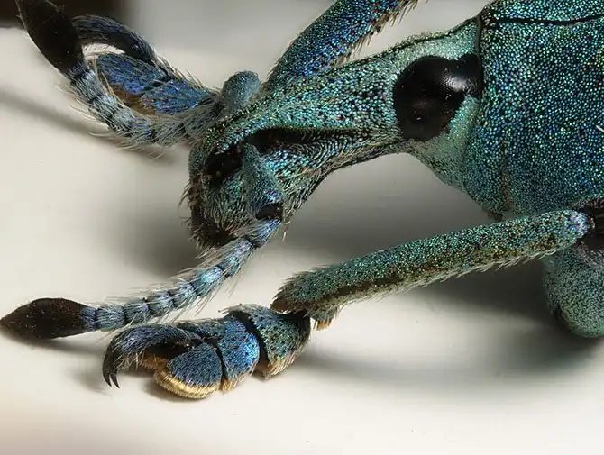 luchshie-fotografii-s-konkursa-nikon-small-world-2014