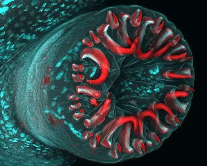 luchshie-fotografii-s-konkursa-nikon-small-world-2014