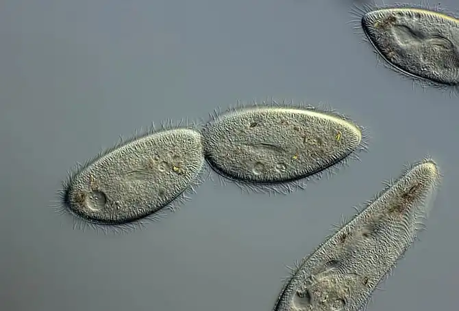 luchshie-fotografii-s-konkursa-nikon-small-world-2014