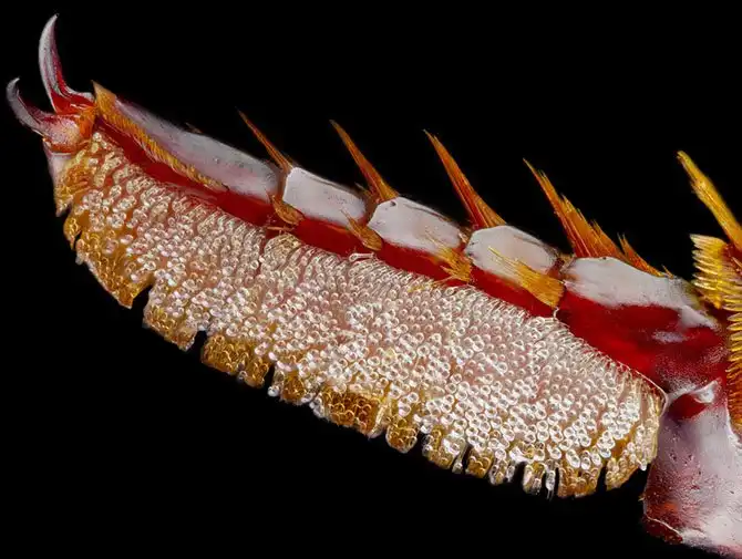 luchshie-fotografii-s-konkursa-nikon-small-world-2014