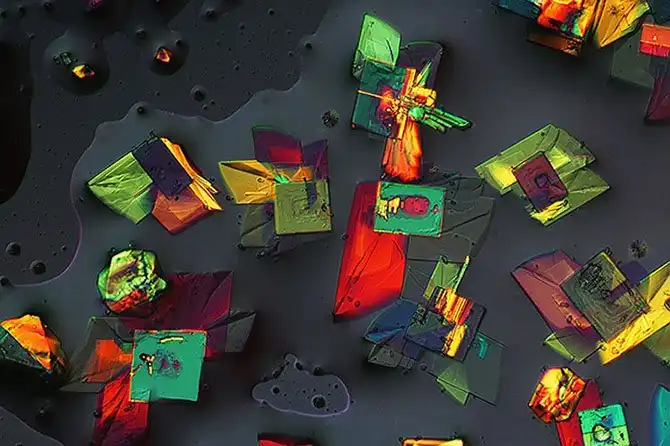 luchshie-fotografii-s-konkursa-nikon-small-world-2014