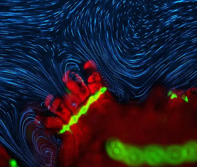 luchshie-fotografii-s-konkursa-nikon-small-world-2014