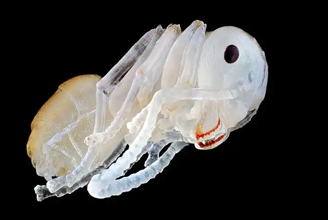 luchshie-fotografii-s-konkursa-nikon-small-world-2014