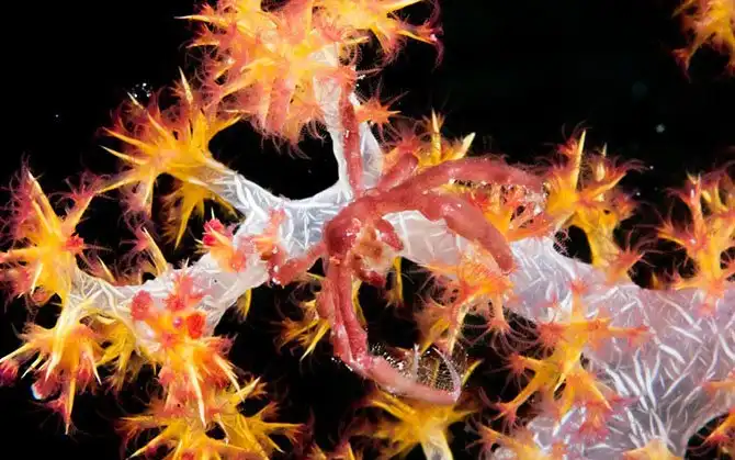 Существа, имитирующие окружающую среду