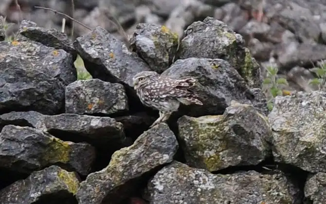 Существа, имитирующие окружающую среду