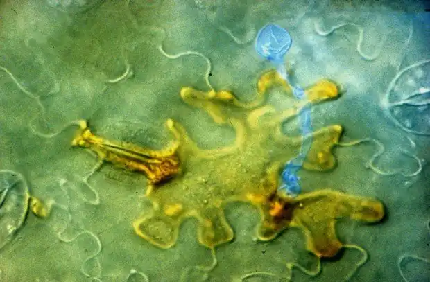 10 ужасных технологий, которые не должны существовать