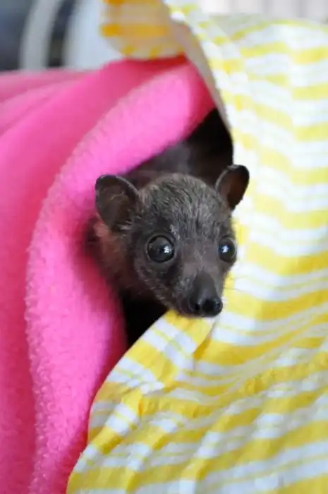 В Австралии работает больница для летучих мышей