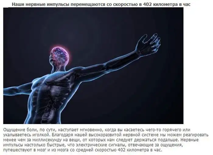 Топ-20 фактов о нашем теле