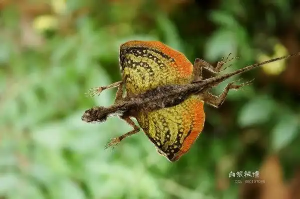 10 удивительных животных тропических лесов