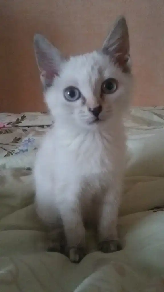 Отдам котёнка-девочку в добрые руки!