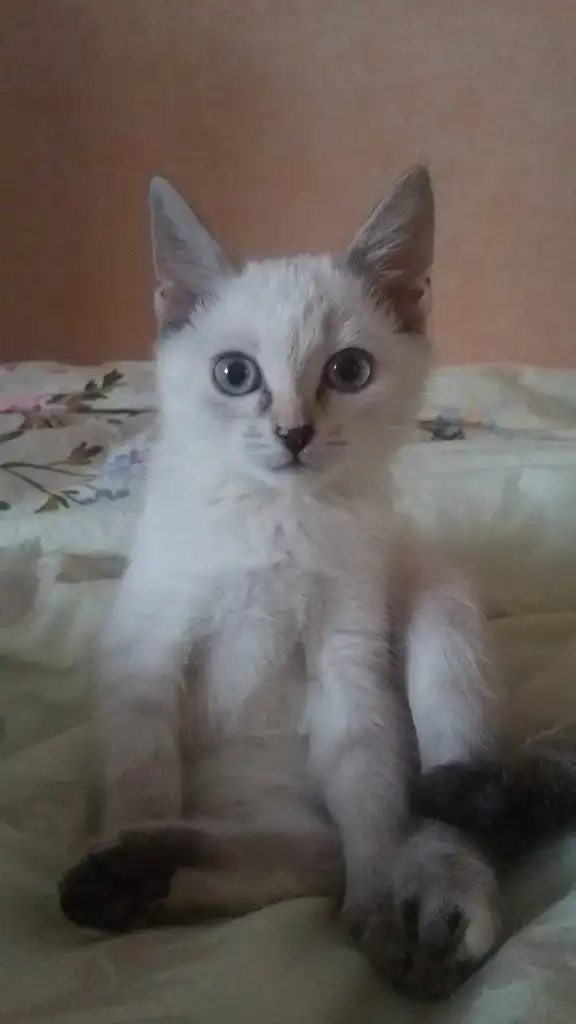 Отдам котёнка-девочку в добрые руки!