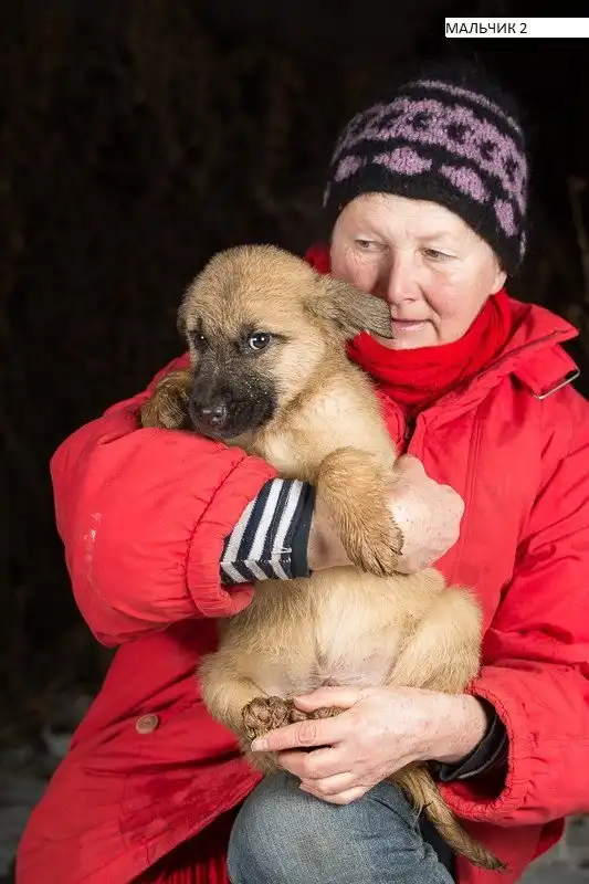Отдам щенков