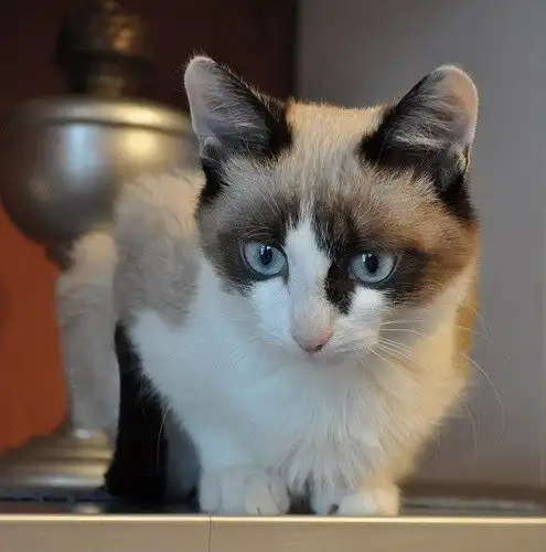 Отдам котёнка Татошку