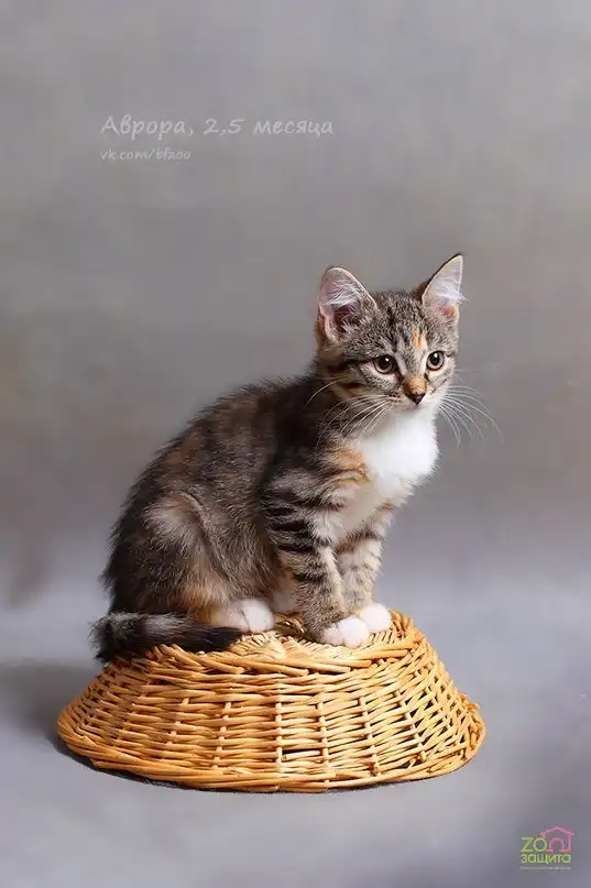 Отдам котят