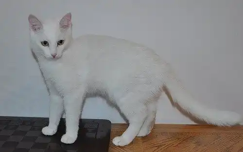 Отдам котика