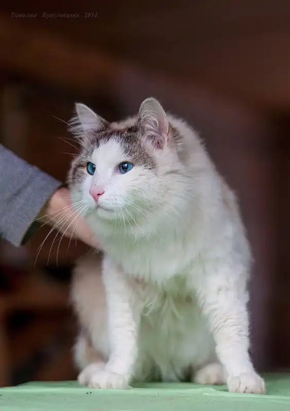 Отдам котика Мармелада