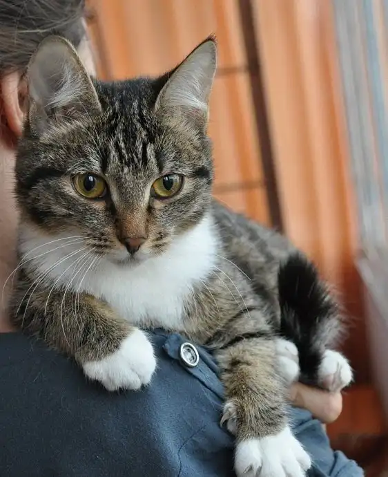 Отдам кошечку Муху