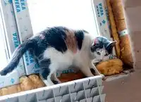 Отдам кошечку Маркизу Фуфу