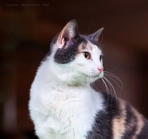 Отдам кошечку Маркизу Фуфу