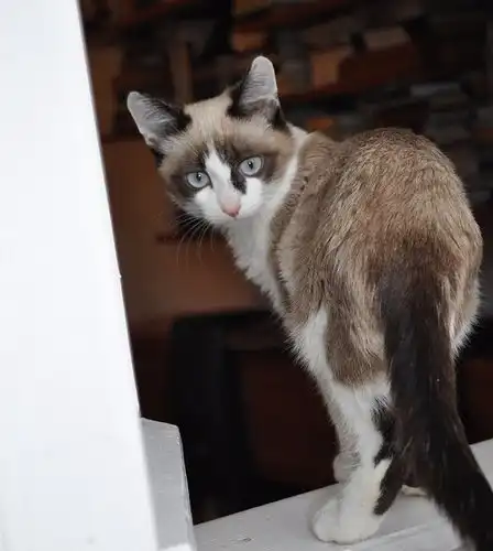 Отдам котёнка Татошку