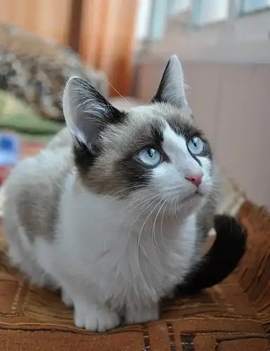 Отдам котёнка Татошку