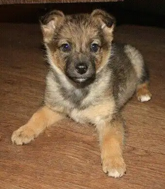 Письмо деду морозу!