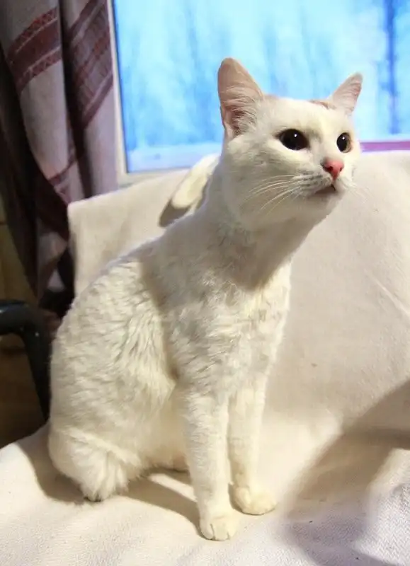 Отдам котика Лёву