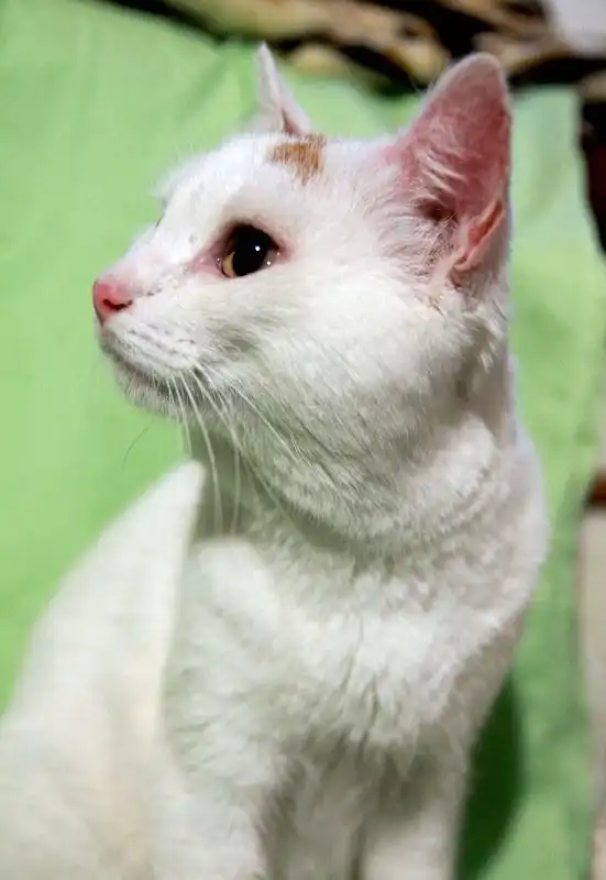 Отдам котика Лёву