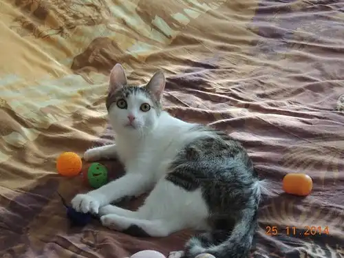 Отдам котика Дьюсика