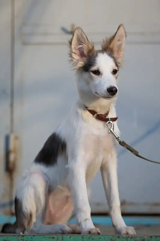 Отдам щенка Норочку