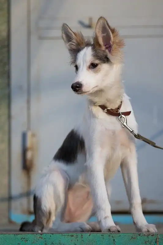 Отдам щенка Норочку