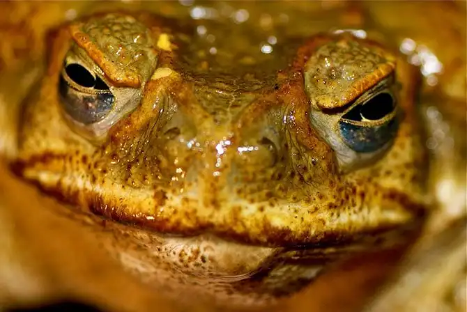 Рейтинг самых наглых захватчиков