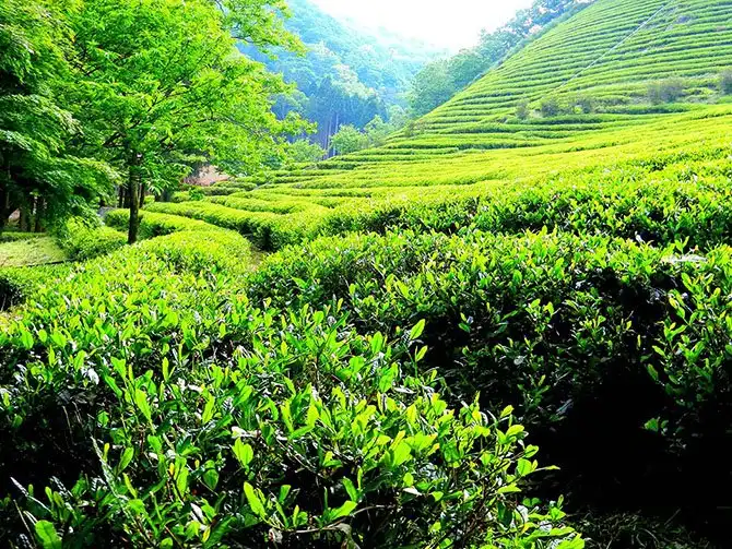 10 полезных свойств зеленого чая