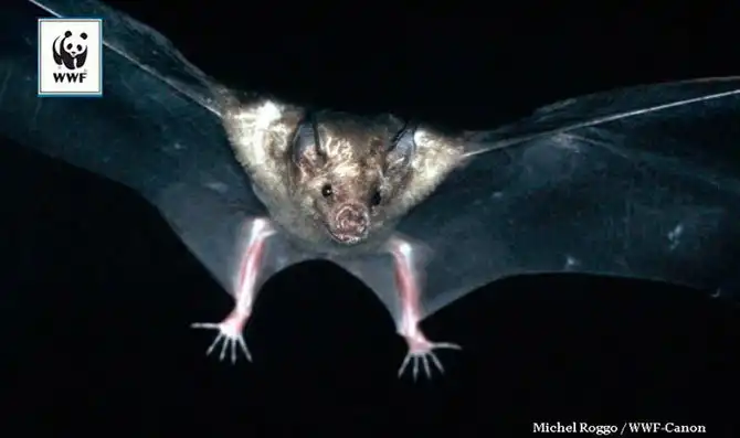 13 самых страшных животных по версии WWF