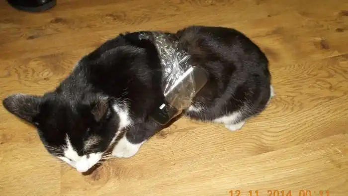 Кошка с контрабандным грузом была найдена в колонии