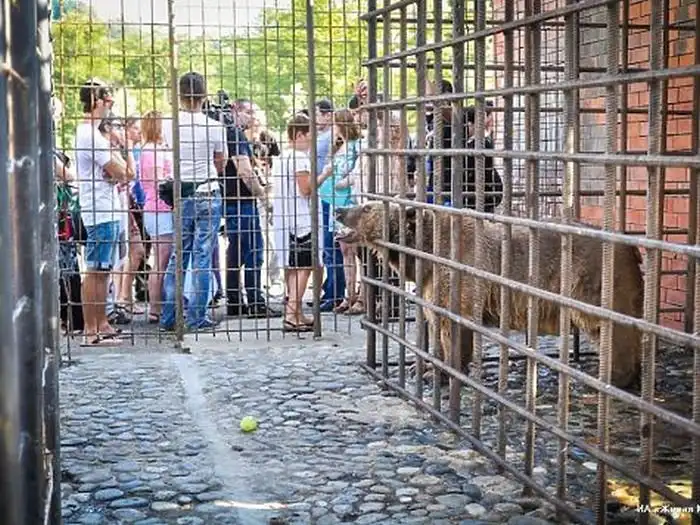 Ужасные условия жизни сочинских медведей, привлекающих посетителей в ресторан