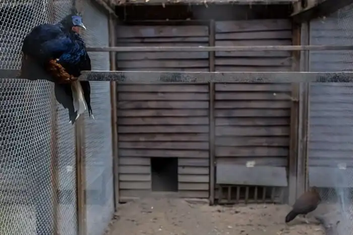 Музей роскошной жизни олигарха Межигорье