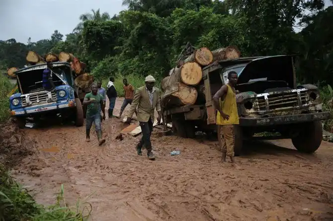 Как в Нигерии заготавливают лес