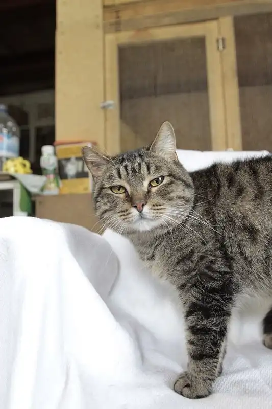 Отдам котика Кешу