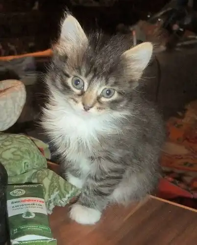 Отдам котят