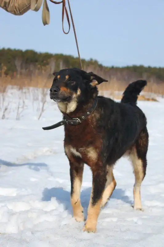 Отдам собачку Джулию