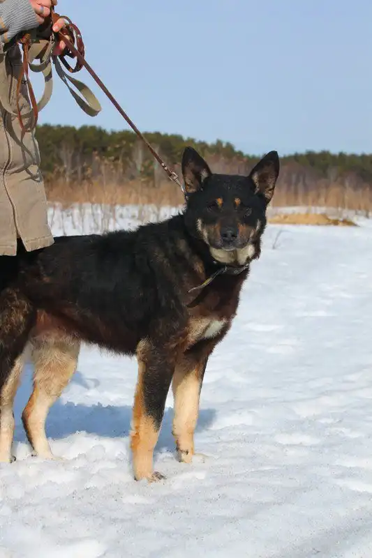 Отдам собачку Джулию