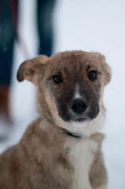 Отдам щенков