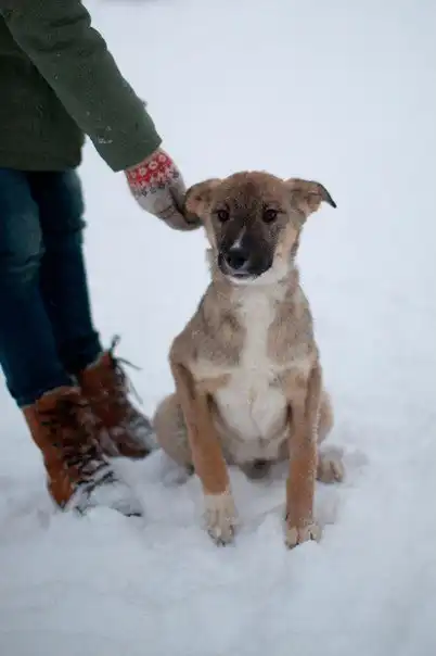 Отдам щенков