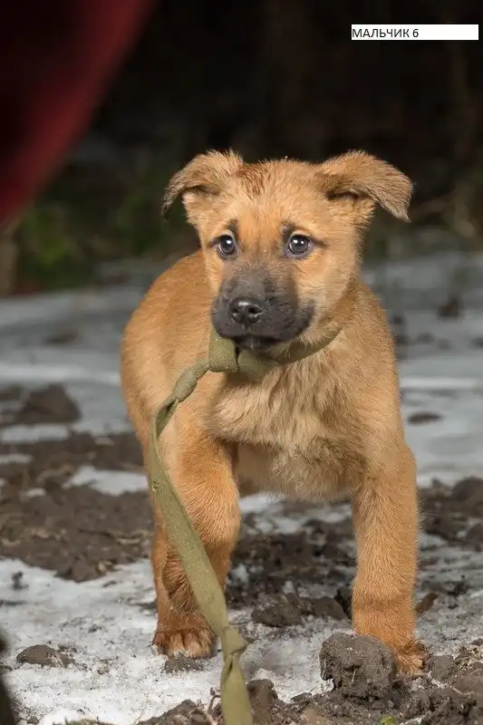 Отдам щенков мальчиков