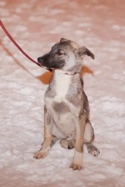 Отдам щенка Невила